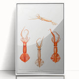 Fine Art Realism Illustration - Whiplash Squid Deep-Sea Print Canvas
