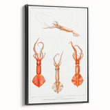 Fine Art Realism Illustration - Whiplash Squid Deep-Sea Print Canvas