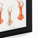 Fine Art Realism Illustration - Whiplash Squid Deep-Sea Print Canvas