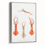 Fine Art Realism Illustration - Whiplash Squid Deep-Sea Print Canvas