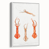 Fine Art Realism Illustration - Whiplash Squid Deep-Sea Print Canvas