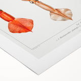 Fine Art Realism Illustration - Whiplash Squid Deep-Sea Print Canvas