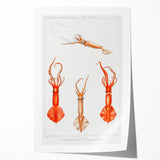 Fine Art Realism Illustration - Whiplash Squid Deep-Sea Print Canvas