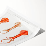 Fine Art Realism Illustration - Whiplash Squid Deep-Sea Print Canvas