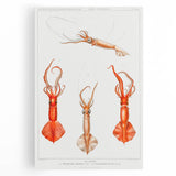 Fine Art Realism Illustration - Whiplash Squid Deep-Sea Print Canvas