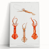 Fine Art Realism Illustration - Whiplash Squid Deep-Sea Print Canvas