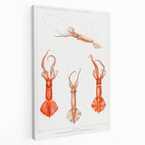 Fine Art Realism Illustration - Whiplash Squid Deep-Sea Print Canvas