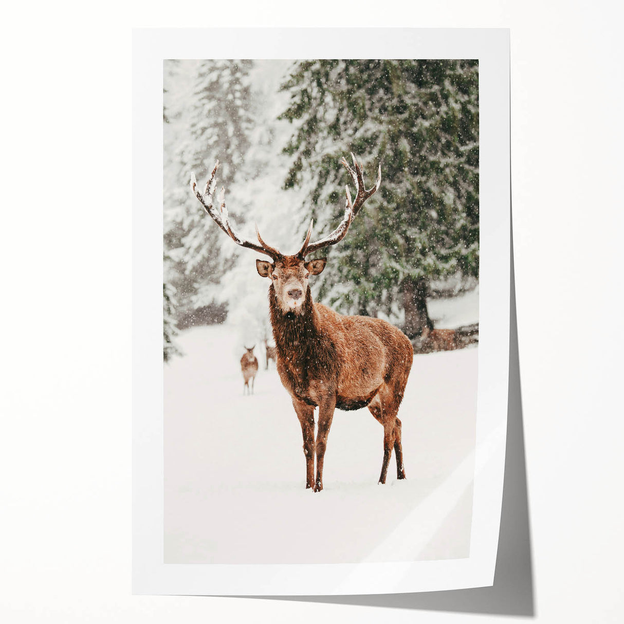Extra large rolled canvas print featuring a winter floral design in muted blue and white tones.