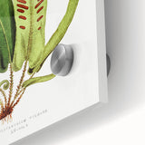 Fine Art Realism - Asplenium Vulgare Botanical Wall Art Print