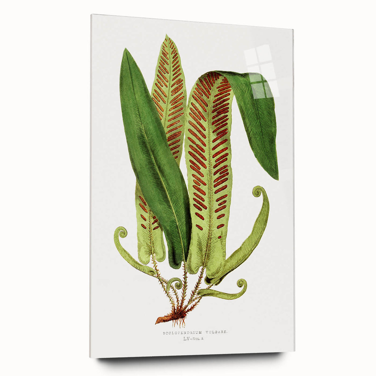 Fine Art Realism - Asplenium Vulgare Botanical Wall Art Print