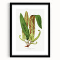 Fine Art Realism - Asplenium Vulgare Botanical Wall Art Print