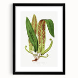 Fine Art Realism - Asplenium Vulgare Botanical Wall Art Print