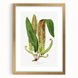 Fine Art Realism - Asplenium Vulgare Botanical Wall Art Print