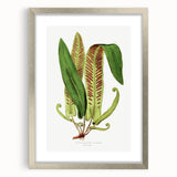 Fine Art Realism - Asplenium Vulgare Botanical Wall Art Print