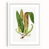 Fine Art Realism - Asplenium Vulgare Botanical Wall Art Print