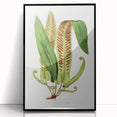 Fine Art Realism - Asplenium Vulgare Botanical Wall Art Print