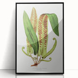 Fine Art Realism - Asplenium Vulgare Botanical Wall Art Print