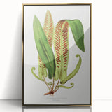 Fine Art Realism - Asplenium Vulgare Botanical Wall Art Print
