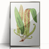 Fine Art Realism - Asplenium Vulgare Botanical Wall Art Print