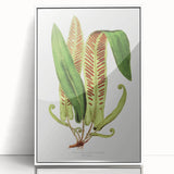 Fine Art Realism - Asplenium Vulgare Botanical Wall Art Print