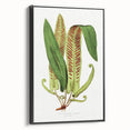 Fine Art Realism - Asplenium Vulgare Botanical Wall Art Print