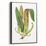 Fine Art Realism - Asplenium Vulgare Botanical Wall Art Print