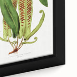 Fine Art Realism - Asplenium Vulgare Botanical Wall Art Print
