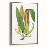 Fine Art Realism - Asplenium Vulgare Botanical Wall Art Print