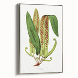 Fine Art Realism - Asplenium Vulgare Botanical Wall Art Print