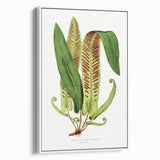 Fine Art Realism - Asplenium Vulgare Botanical Wall Art Print