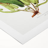 Fine Art Realism - Asplenium Vulgare Botanical Wall Art Print