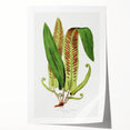 Fine Art Realism - Asplenium Vulgare Botanical Wall Art Print