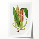 Fine Art Realism - Asplenium Vulgare Botanical Wall Art Print
