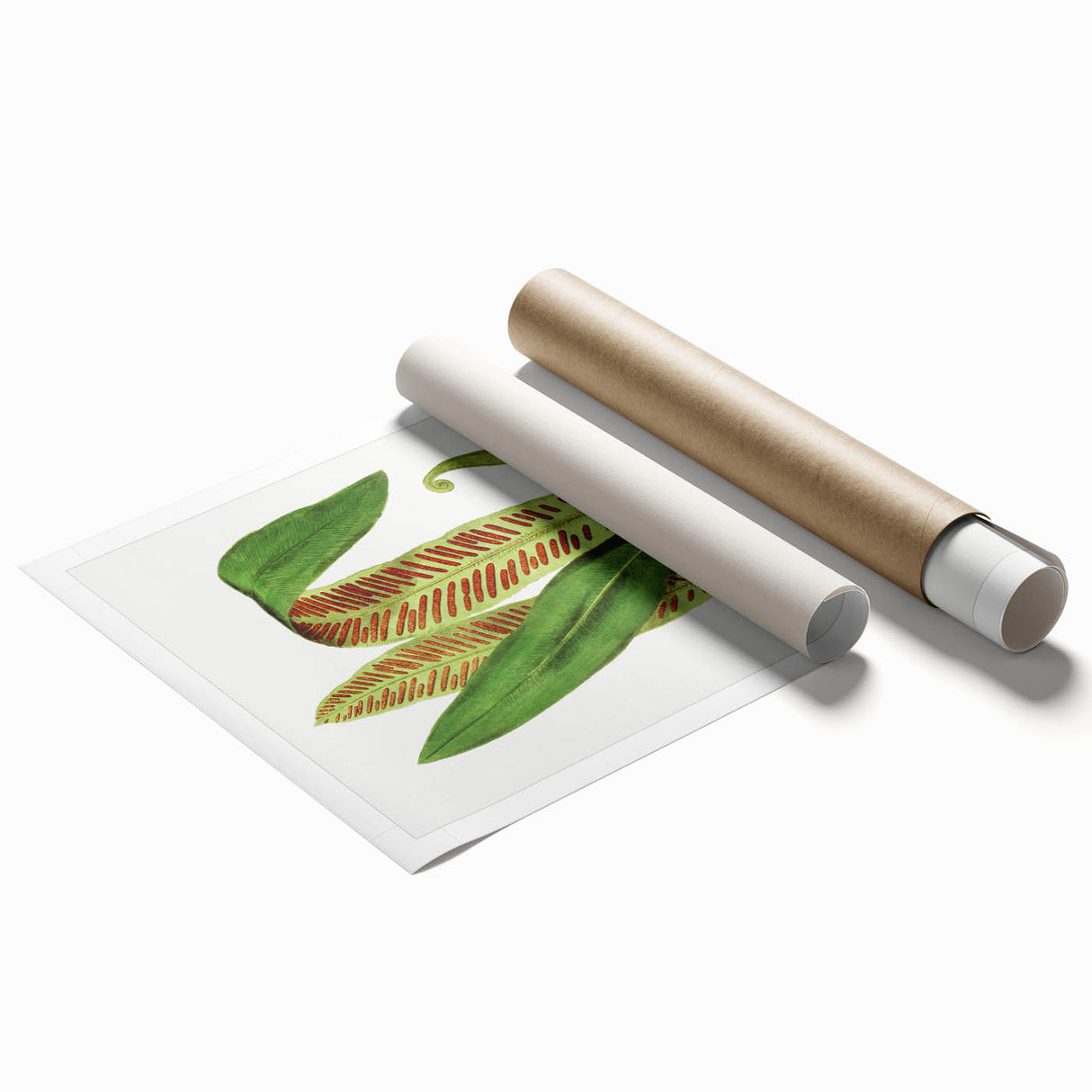 Fine Art Realism - Asplenium Vulgare Botanical Wall Art Print