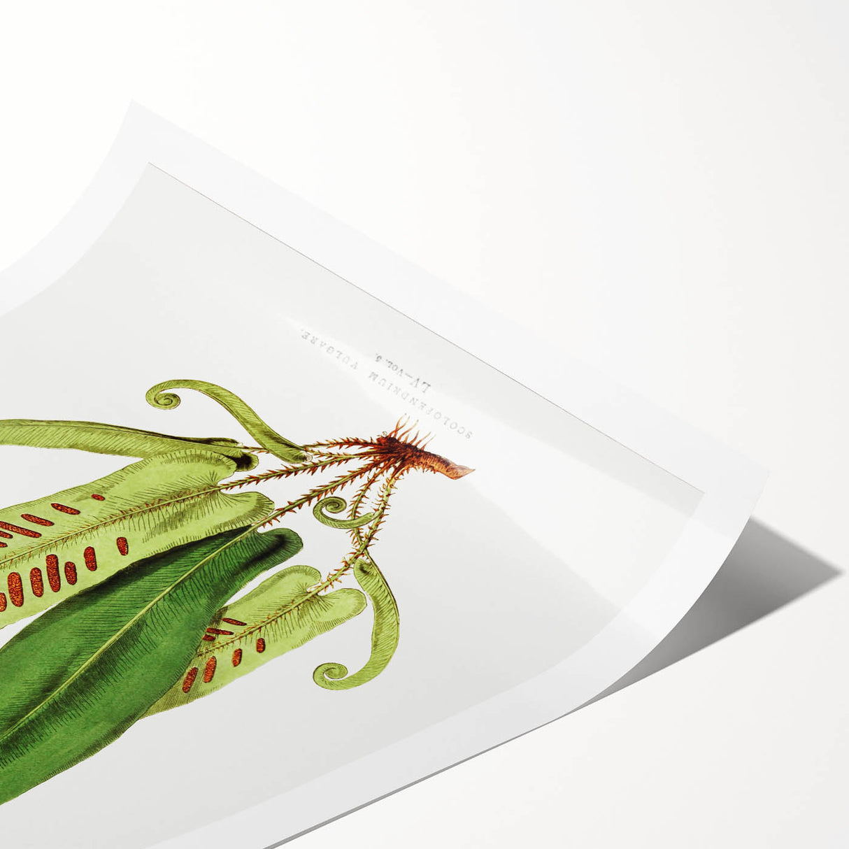 Fine Art Realism - Asplenium Vulgare Botanical Wall Art Print