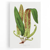 Fine Art Realism - Asplenium Vulgare Botanical Wall Art Print