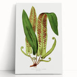Fine Art Realism - Asplenium Vulgare Botanical Wall Art Print