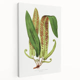 Fine Art Realism - Asplenium Vulgare Botanical Wall Art Print