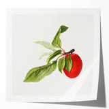 Detailed Art Realism - Vintage Plum Botanical Wall Art Print