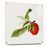 Detailed Art Realism - Vintage Plum Botanical Wall Art Print