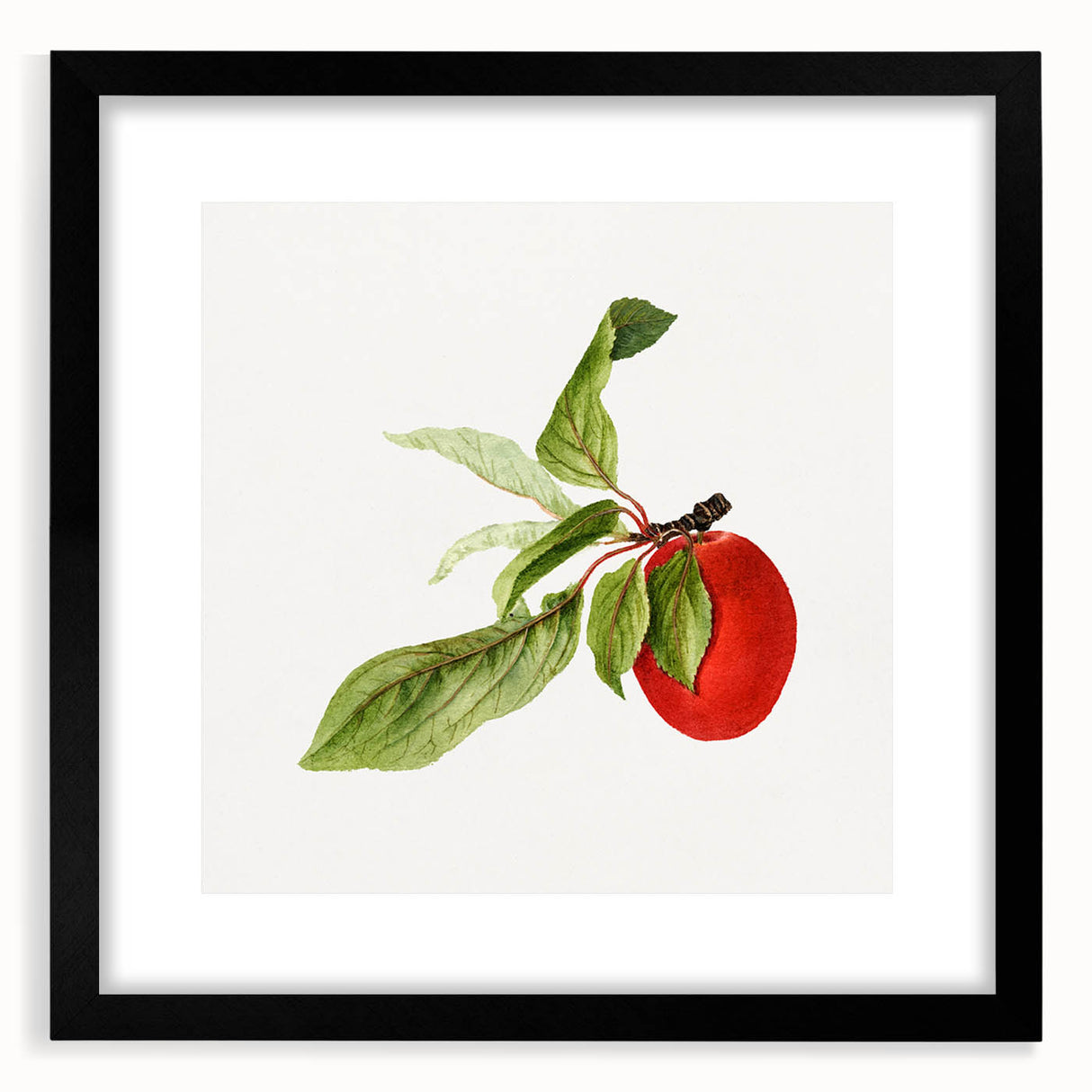 Detailed Art Realism - Vintage Plum Botanical Wall Art Print