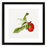 Detailed Art Realism - Vintage Plum Botanical Wall Art Print
