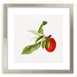 Detailed Art Realism - Vintage Plum Botanical Wall Art Print