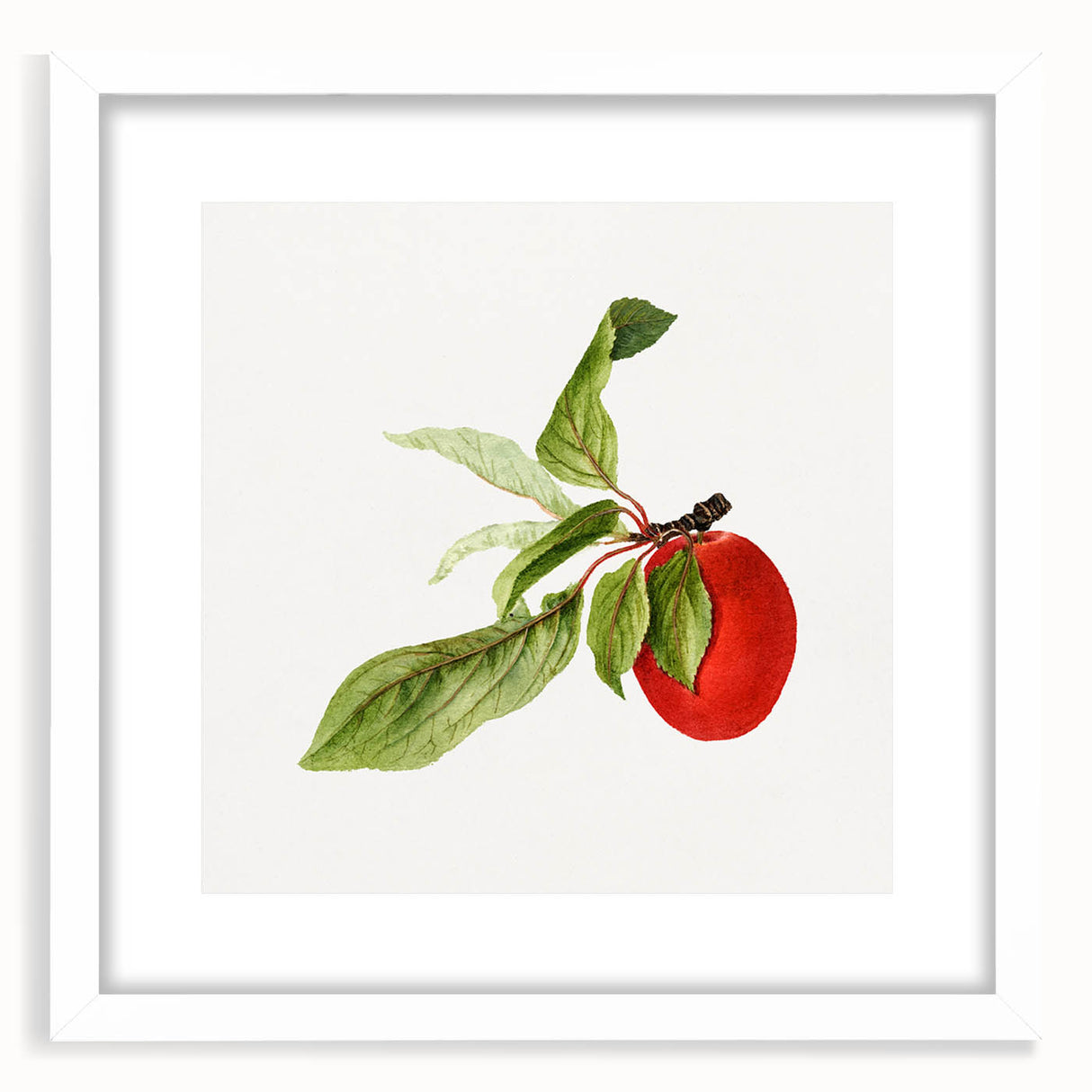 Detailed Art Realism - Vintage Plum Botanical Wall Art Print