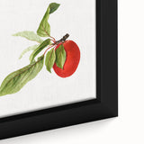 Detailed Art Realism - Vintage Plum Botanical Wall Art Print