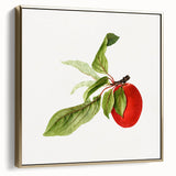 Detailed Art Realism - Vintage Plum Botanical Wall Art Print