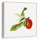 Detailed Art Realism - Vintage Plum Botanical Wall Art Print