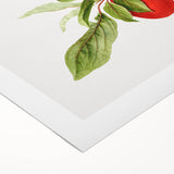 Detailed Art Realism - Vintage Plum Botanical Wall Art Print