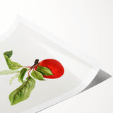 Detailed Art Realism - Vintage Plum Botanical Wall Art Print