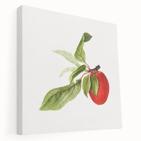 Detailed Art Realism - Vintage Plum Botanical Wall Art Print